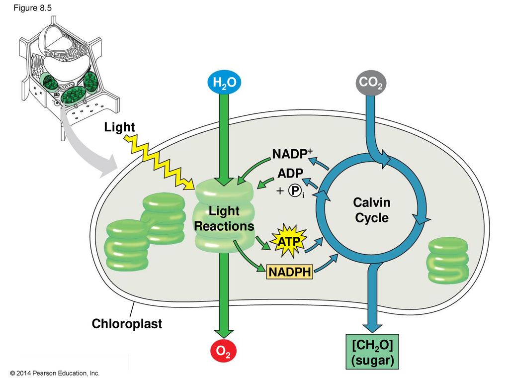 8 Photosynthesis. - ppt download